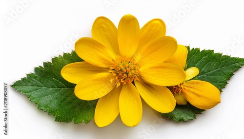 top side closeup macro view of yellow flowers with leaves on a white isolated background