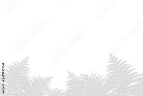 Shadow of fern leaves isolated on transparent background