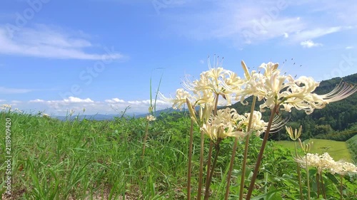 白い彼岸花と青空（大分県別府市内成）