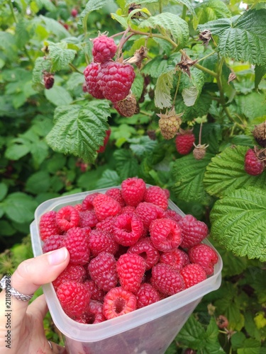 Large ripe raspberries in a container for homemade jam with raspberry bushes and fresh berries in the background