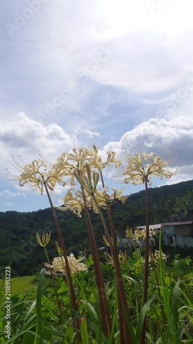 白い彼岸花と青空（大分県別府市内成）