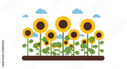 Flat vector illustration of a blooming sunflower field with yellow blossoms, green leaves, and blue clouds on a white background