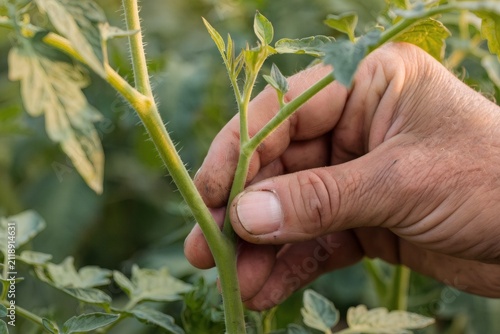 Pinching out a tomato sucker side shoot by hand