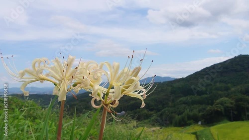 白い彼岸花と青空（大分県別府市内成）