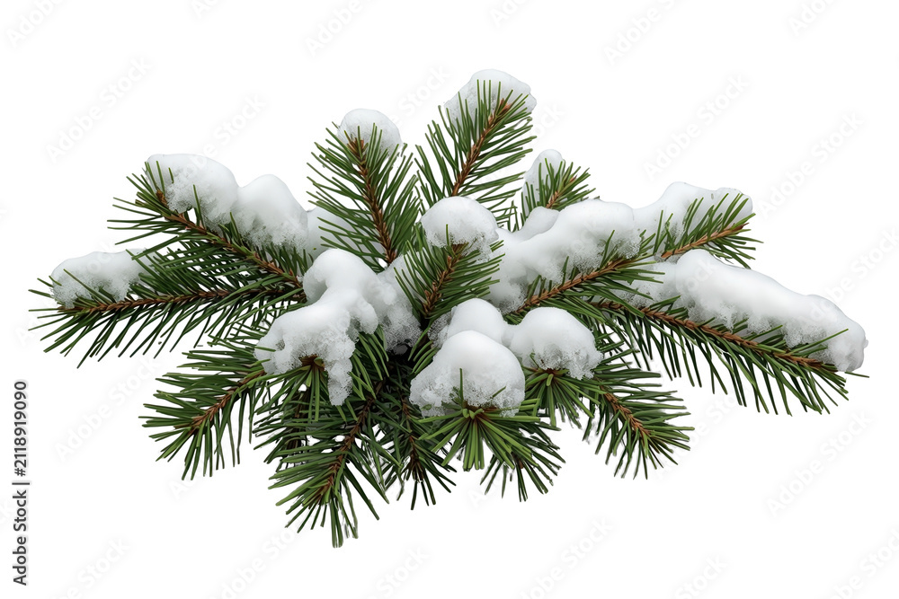 Obraz premium Dense snow covered evergreen branch cluster