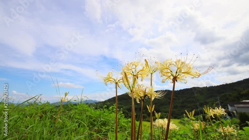 白い彼岸花と青空（大分県別府市内成）