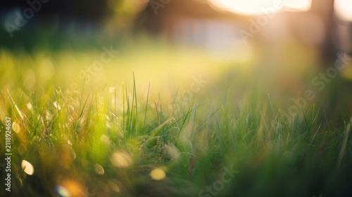 Sunlight shining through tall green grass on a bright day