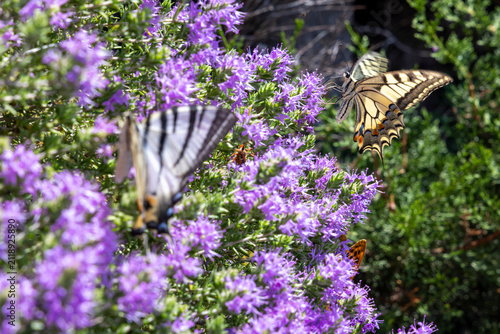 Fotografie Swallowtail butterfly pollinating purple horehound flowers