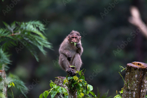 Photography Bonnet macaque perched on a tree stump in its natural forest habitat