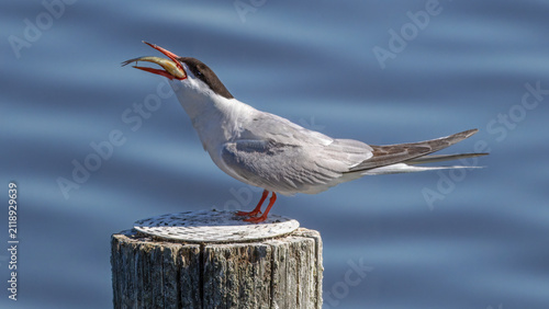 Fotografie Common tern (Sterna hirundo) swallowing a fish while perched on a pole in water