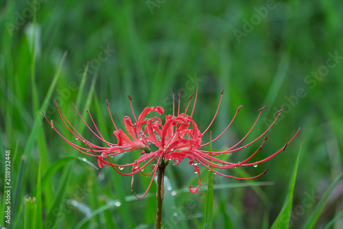 Bild auf Leinwand Close up photo of a red spider lily flower blooming with water droplets after ra