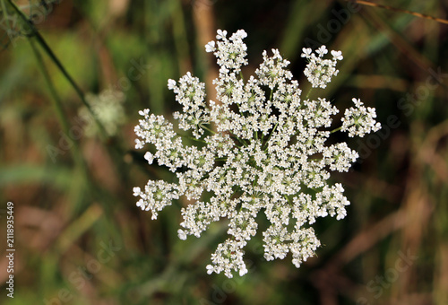 Fotografía Macro close up of white Queen Anne lace wildflower umbel