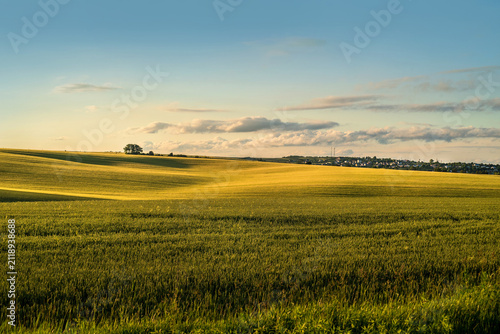 A lone tree among the picturesque rolling hills of fields at sunset.