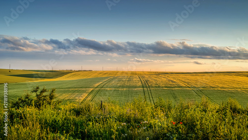 wheat fields at sunset, panoramic sky clouds, at evening lights