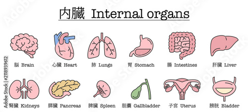 Foto 脳、心臓などの内臓のイラストセット