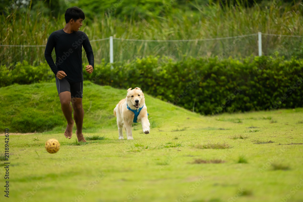 Fototapeta premium pets and pet sitter. Freedom run, Golden retriever running with asian boy sitter on the lawn. Happy dog plays and runs in park with green grass. outdoor activity