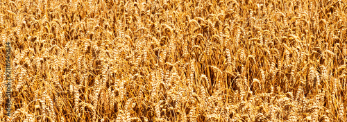 Foto Close view of mature wheat plants filling frame with heavy grain heads, tangled