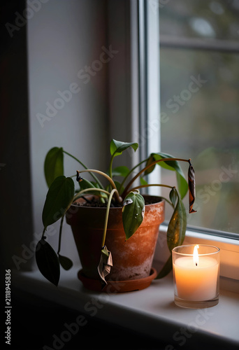 Potted houseplant and burni...