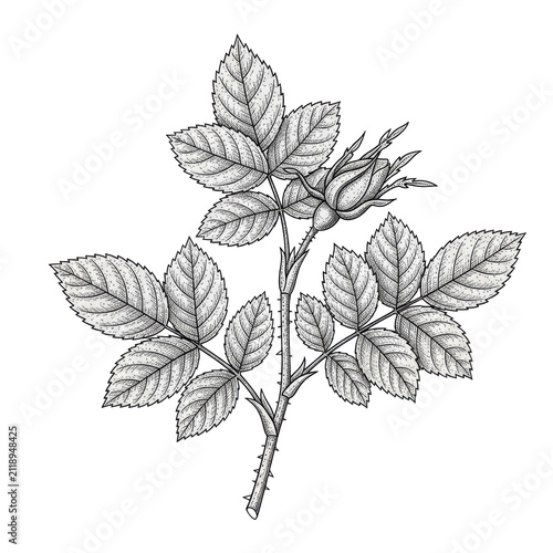 Hyperdetailed black and white engraved ink illustration of a rose branch structure (leaves, stem), mimicking 19th-century etching, isolated on transparent, flat lay, shadowless studio light, concept