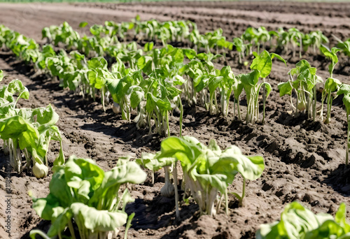 Rows of young green lettuce...