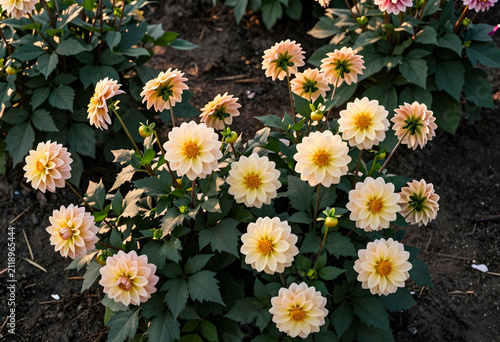 Pale peach dahlia flowers b...