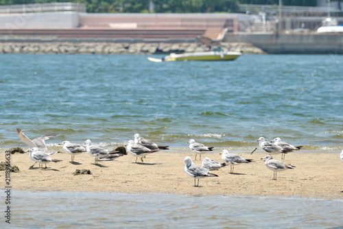 Fotografía 砂辺に集まる海鳥（カモメ）の群れの風景