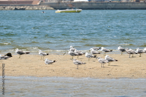 Foto 砂辺に集まる海鳥（カモメ）の群れの風景