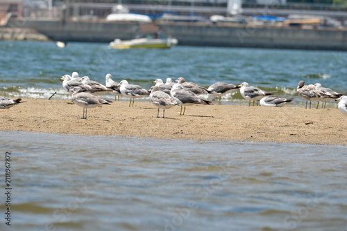 Foto 砂辺に集まる海鳥（カモメ）の群れの風景