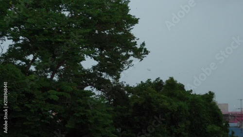 Big Tree Swaying in Windy Storm Shot with Dramatic Zoom Technique