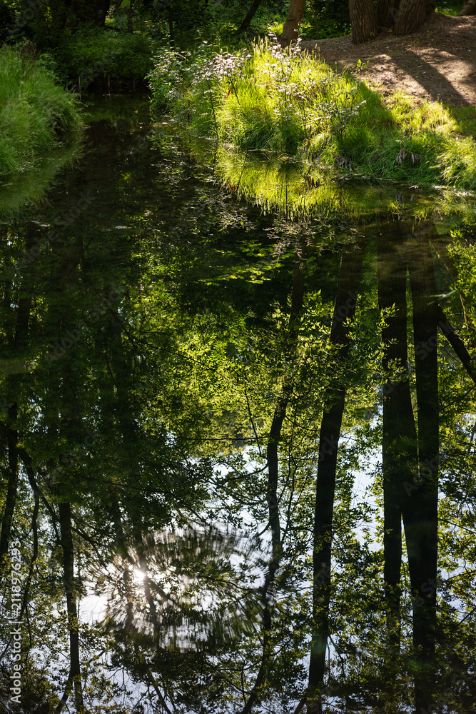 Obraz premium Vertical shot of dense green tree canopy reflecting in calm mirror water pond with sun rays shining through leaves in Sarzhyn Yar park, Kharkiv, Ukraine.