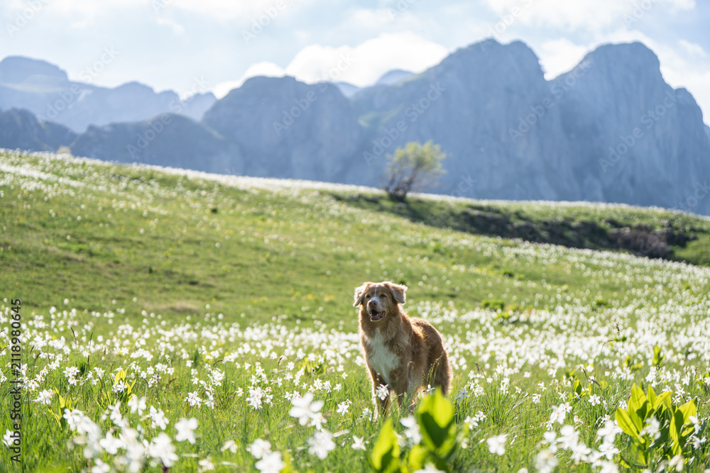 Obraz premium Nova Scotia Duck Tolling Retriever staying in a meadow filled with white wildflowers, with majestic mountains in the background