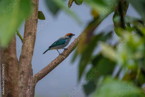 Obraz na plátně Black-capped tanager standing on a tree branch, observing surroundings in its tr