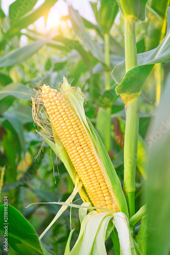 Corn Cultivation in China