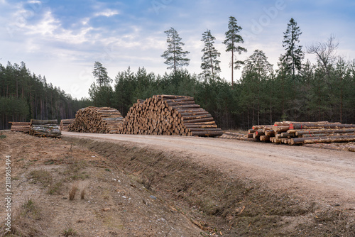 Foto Harvested pine logs stacked beside a forest road after logging operations in Sig