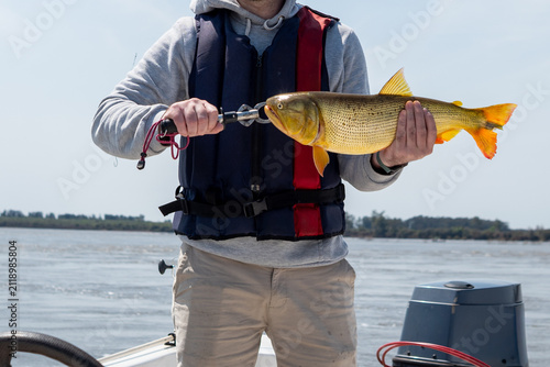 Fotografie Fisherman holding golden dorado fish horizontally with lip gripper on boat over