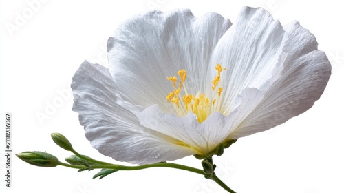 Close up of a white flower with yellow center and green stem against white