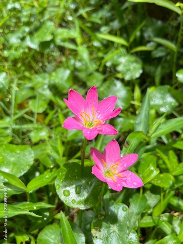 фотографія Flowers, earthen lotus