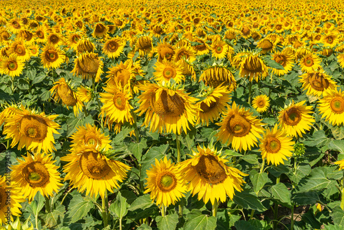 Field of Sunflowers