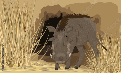 Cuadro en lienzo Common warthog Phacochoerus africanus emerging from a burrow in a savanna landsc