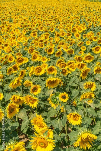 Field of Sunflowers