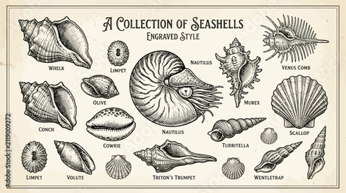 An Engraved Collection of Various Seashells from Around the World