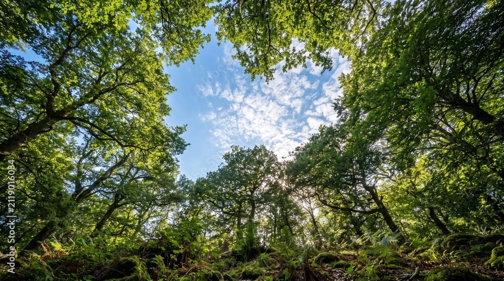 Fototapeta premium trees in the forest