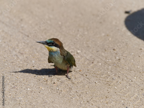 Принти на полотні Small bird standing on sandy ground in bright sunlight during daytime