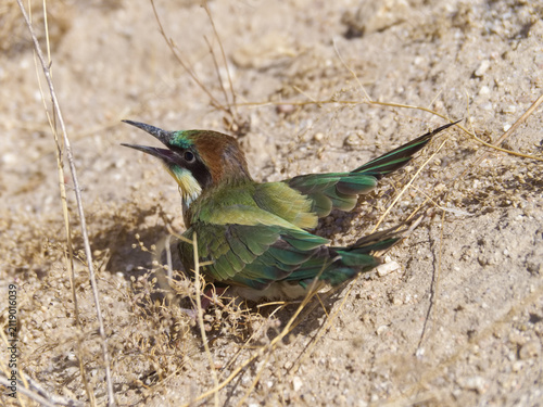 Foto Bird resting on the ground in a natural habitat during daylight