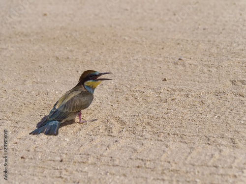 Quadro su tela Bird stands on sandy ground with an open beak in bright sunlight during the day