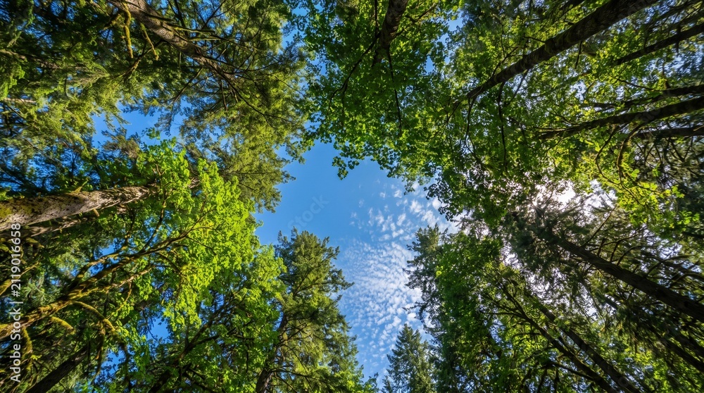 Fototapeta premium pine tree branches against blue sky