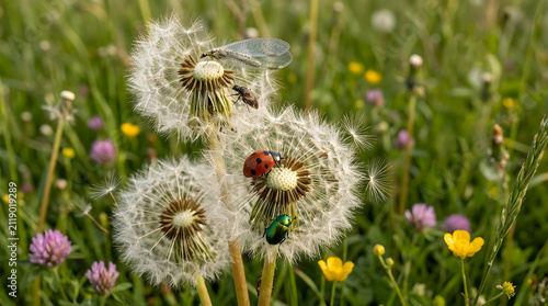 Insects gathering on top of fluffy dandelion seed heads in a bright meadow field.