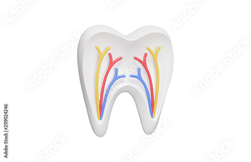 Tooth anatomy 3d icon. Dental structure with pulp, nerves and blood vessels for oral healthcare and endodontic concept. Isolated 3D object.