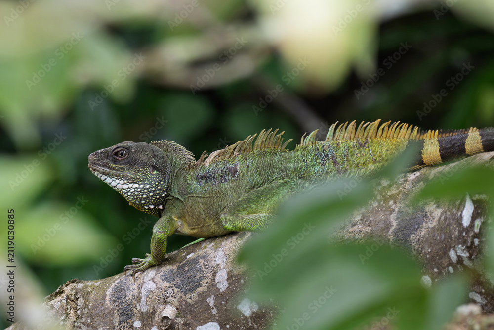 Obraz premium Chinese water dragon or Thai water dragon in Khao Yai.A vibrant green Chinese water dragon perched closely on a tree branch in the lush rainforest of Khao Yai national park, Thailand.