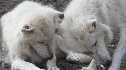 Two Arctic Wolves Rest on a Hot Summer Day